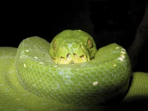 Green Tree Python Drucke: Green tree python (Morelia viridis)