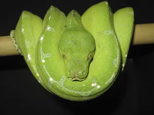 Green Tree Python Drucke: Green tree python (Morelia viridis)