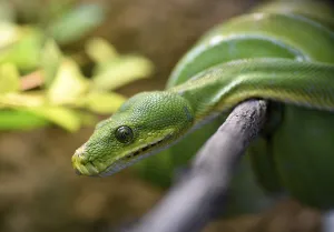 Reptiles In Natural Environment Drucke: Green Tree Python (Morelia viridis) on branch