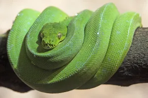Green Tree Python Drucke: Green tree python (Morelia viridis), captive