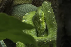 Green Tree Python Drucke: Green tree python (Morelia viridis) (Python viridis) curled up in tree