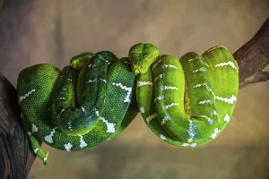 Grüner Baumpython (Morelia viridis) gewickelt auf einem Ast.