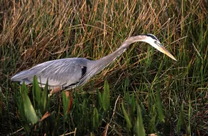 Gray Herons In Nature Drucke: Grey Heroe