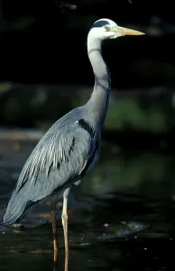 Gray Heron Habitat Drucke: Grey Heroe