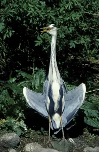 Grey Heron Images Drucke: Grey Heroe