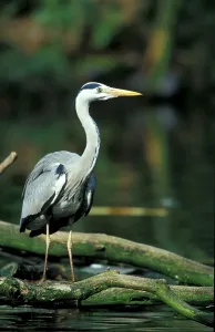 Animal Wildlife Drucke: Grey Heroe