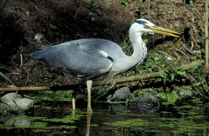 Wildlife Birds Photos Drucke: Grey Heroe