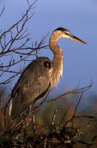 Birds In Nature Drucke: Grey Heroe
