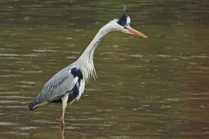 Gray Heron Habitat Drucke: Grey heron (Ardea cinerea) in spring