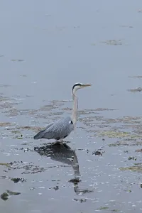 Graureiher (Ardea cinerea) steht im Wasser.