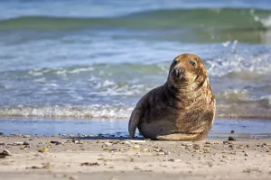 Seehund (Halichoerus grypus)
