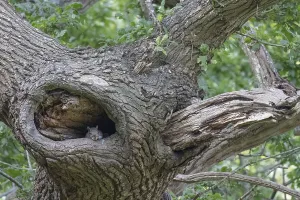 Oak Tree Images Drucke: Grey Squirrel, Sciurus carolinensis