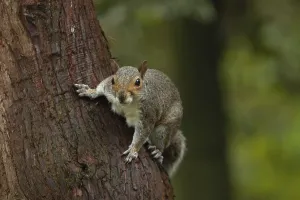 Graues Eichhörnchen (Sciurus carolinensis) erwachsener Tier auf einem Baumstamm.