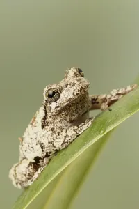 Batrachian Fauna Images Drucke: Grey Tree Frog, Variable Tree Frog