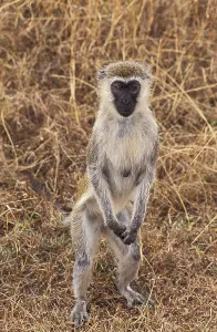 East African Mammals Drucke: Grivet (cercopithecus aethiops)