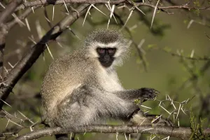 Grivet-Erdmensch (Cercopithecus aethiops)