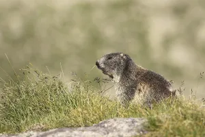 South Tyrol Nature Scene Drucke: Groundhog