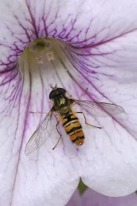 Winter Hoverfly Drucke: Grove hoverfly, Winter hoverfly