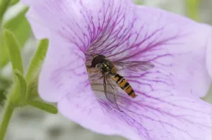 Marmalade Hoverfly Drucke: Grove hoverfly, Winter hoverfly