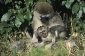 Animal Conservation Area Drucke: Guenon (Cercopithecus aethiops)