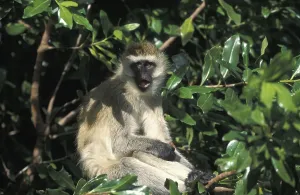 African Mammalian Species Drucke: Guenon (Cercopithecus aethiops)