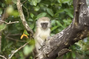 Old World Monkey Photo Drucke: Guenon (Cercopithecus) on the tree