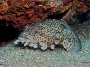 US American Sea Creatures Drucke: Gulf toadfish (Opsanus beta) Toadfish