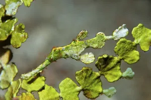 North Sulawesi Wildlife Drucke: Halimeda Ghostpipefish with Halimeda algae