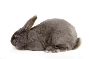 Productive Livestock Photos Drucke: Hare
