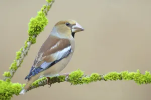 Female Hawfinch Drucke: Hawfinch (Coccothraustes coccothraustes)