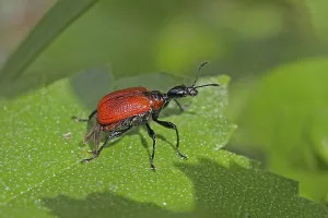 Hazel leaf roller (Apoderus coryli)