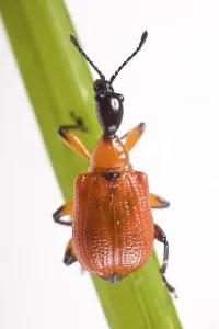Beetle Wildlife Photography Drucke: Hazel Leaf-roller (Apoderus coryli) on a blade of grass