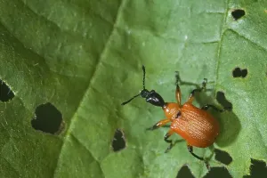 Hazel Leaf-roller (Apoderus coryli) on a leaf