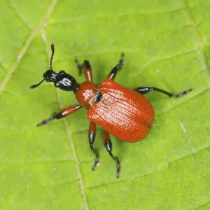Botanical Macro Shots Drucke: Hazel Leaf-roller Weevil (Apoderus coryli)