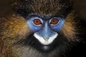 Old World Monkey Portrait Drucke: HEAD CLOSE-UP OF MOUSTACHED MONKEY (cercopithecus cephus) OR MUSTACHED MONKEY