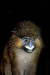 Dark Colored Background Photos Drucke: HEAD CLOSE-UP OF MOUSTACHED MONKEY (cercopithecus cephus) OR MUSTACHED MONKEY AGAINST BLACK BACKGROUND