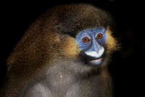Old World Monkey Photo Drucke: HEAD CLOSE-UP OF MOUSTACHED MONKEY (cercopithecus cephus) OR MUSTACHED MONKEY AGAINST BLACK BACKGROUND