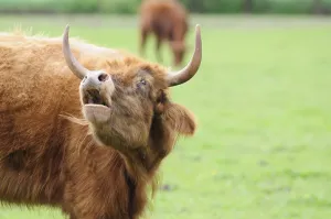 Ecofriendly Animal Husbandry Drucke: Heck cattle (bos primigenius taurus)