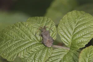 True Bug Images Drucke: Hem bug