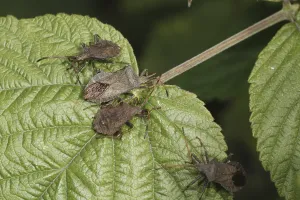 True Bug Images Drucke: Hem bug