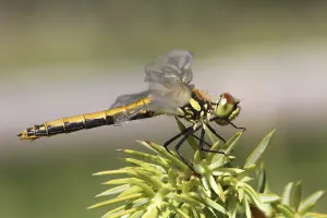 Flying Insect Habitat Drucke: At the hide