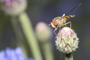 Natural Environment Flying Insects Drucke: Hoverfly