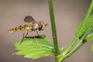 Insect Photography Tips Drucke: Hoverfly