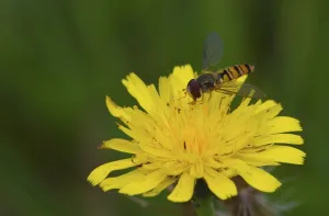 Insect Wildlife Habitat Drucke: Hoverfly