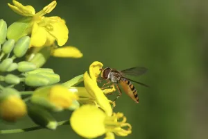 Marmalade Hoverfly Drucke: Hoverfly