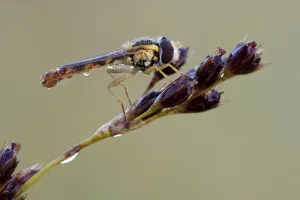 Syrphid Fly Pictures Drucke: hoverfly