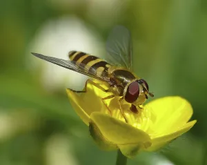 Natural Environment Insect Pictures Drucke: hoverfly