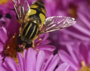 Wildlife Photography Flies Drucke: Hoverfly drinking nectar