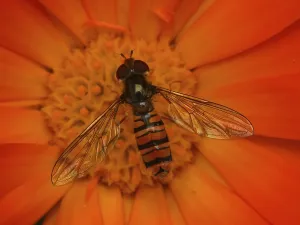 Wildlife Photography Flies Drucke: Hoverfly drinking nectar on a marigold