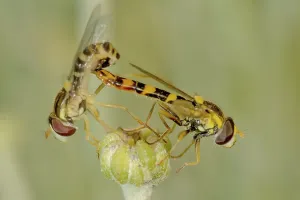 Animal Reproduction Behavior Drucke: Hoverfly mating